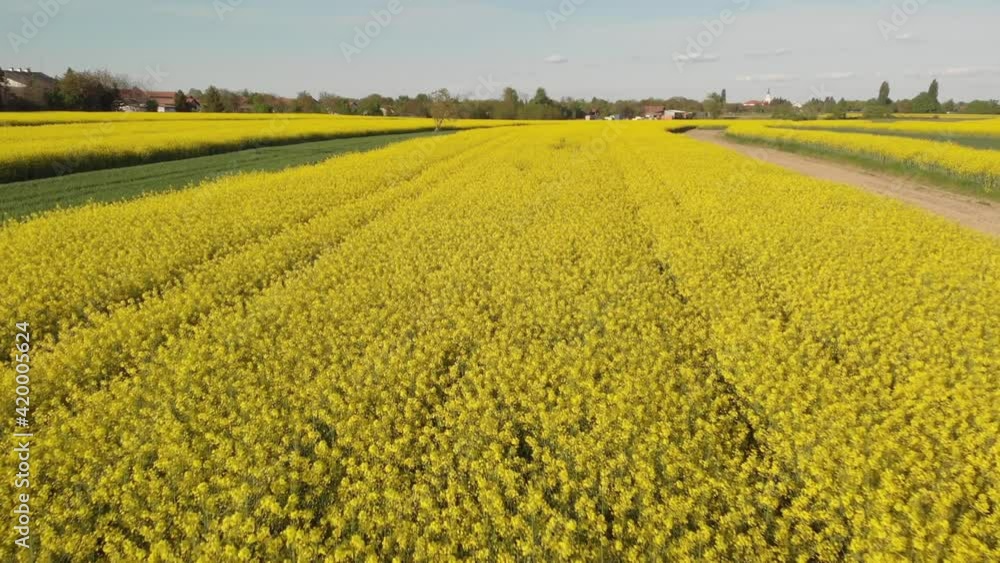 Aerial view of agriculture fields with the rapeseed from above Aerial view of agriculture fields with the rapeseed from above
