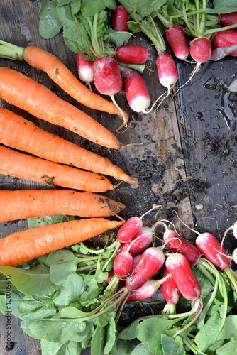 organic dirty carrots and radishes freshly harvested in garden and put on a p...
