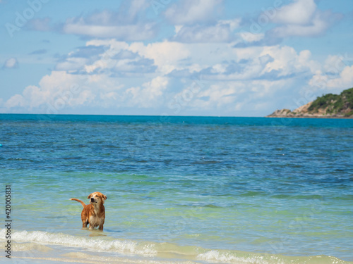Canvas Print brown-haired dog was playing in the water with joy and freedom in the blue sea