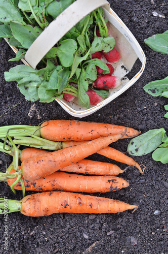 organic carrots and radishes on the soil  freshly harvested in garden