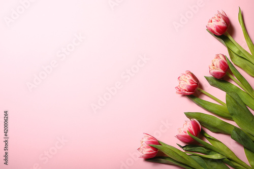 Pink background with copyspace with pink tulips