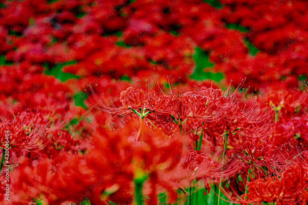彼岸花 曼珠沙華 花畑の風景 彼岸花 曼珠沙華 花畑の風景
