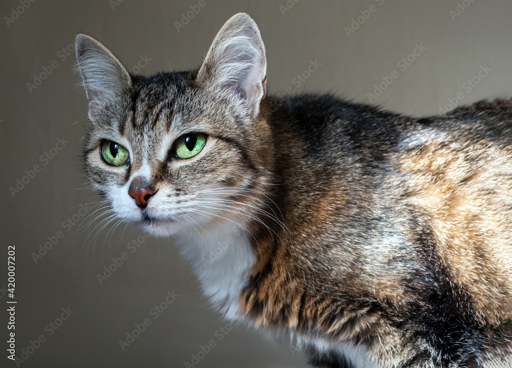 European Shorthair cat is looking at camera. Close-up. Portrait of pet.