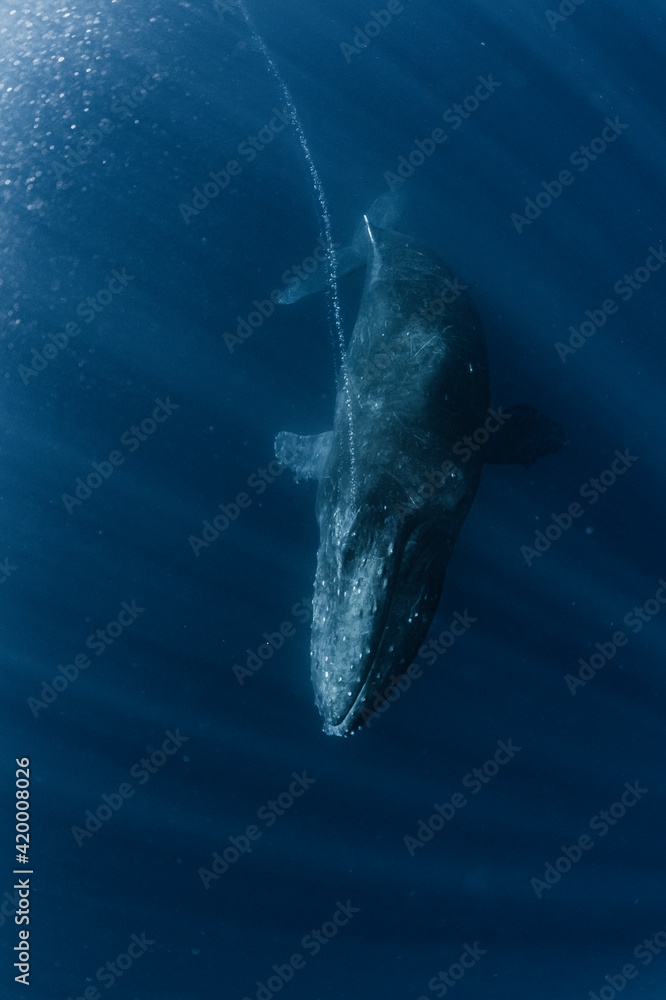 Naklejka premium A Humpback Whale breathe out