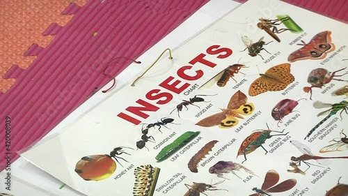 teaching materials for kindergarten. Insects and the cat family photo