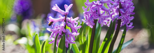 Fototapeta Naklejka Na Ścianę i Meble -  Blooming spring flowers horizontal background