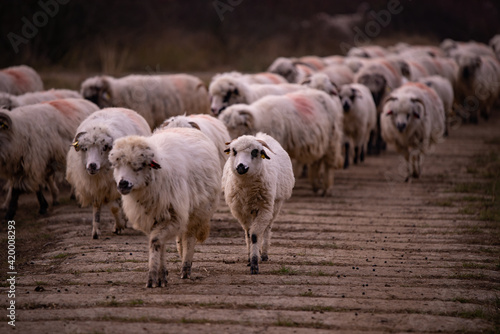 Fototapeta Naklejka Na Ścianę i Meble -  flock of sheep, lambs and rams on the road. farm animals on the hill