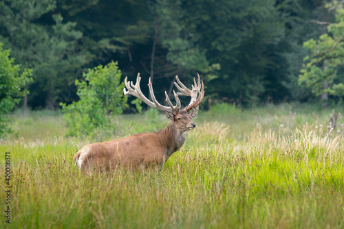 Red deer (Cervus elaphus) after rubbing the antlers on branches, velvet is falling off. On the field of National Park Hoge Veluwe in the Netherlands. Forest in the background.