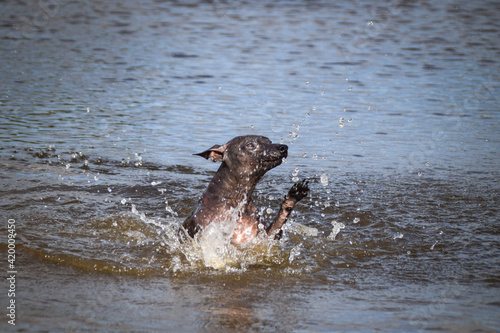 Dog is swimming in the water. He loves water and he jump for stick.