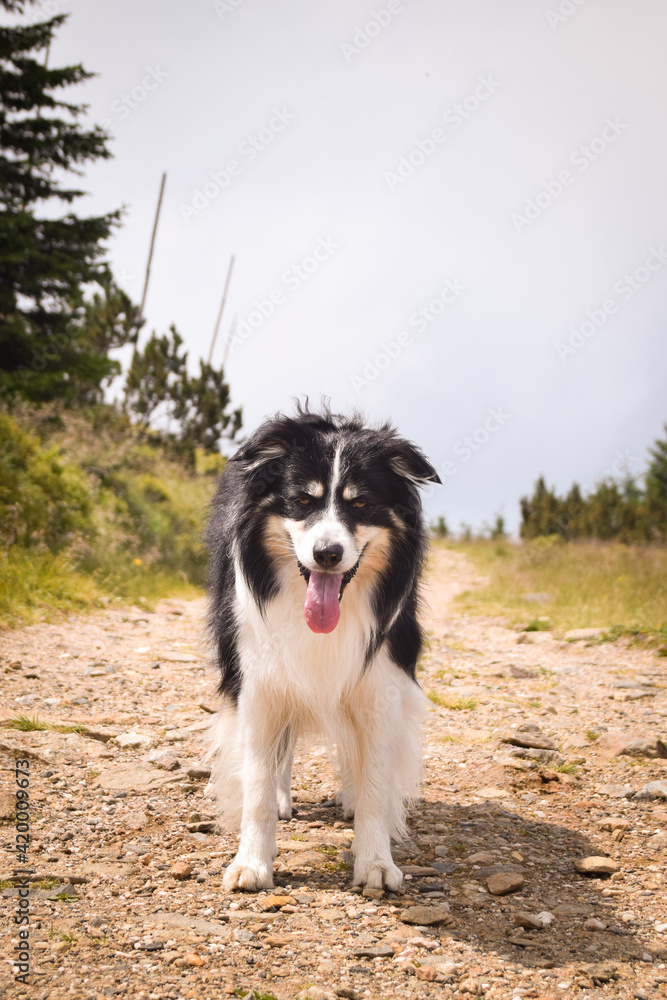 border collie is standing on the road in czech mountain Krkonose. He is so funny border collie is standing on the road in czech mountain Krkonose. He is so funny