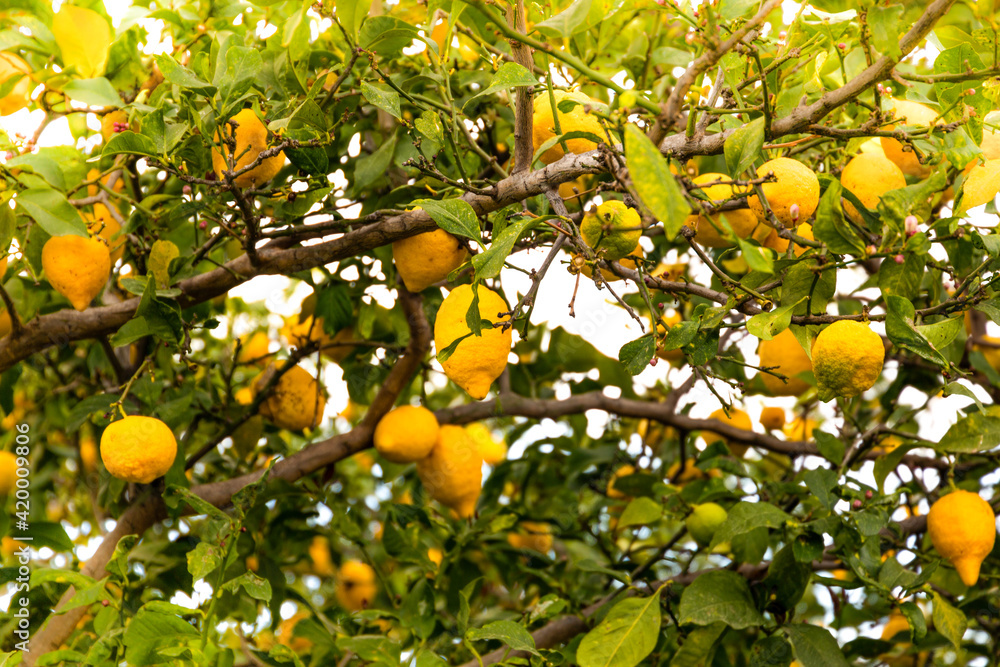 Lemon on the tree, lemon garden.