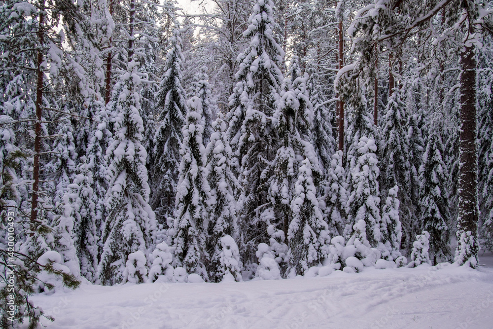 Forest after a heavy snowfall. Winter ponamramny landscape. Morning in the winter forest with freshly fallen snow Forest after a heavy snowfall. Winter ponamramny landscape. Morning in the winter forest with freshly fallen snow