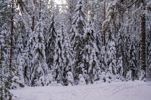 Forest after a heavy snowfall. Winter ponamramny landscape. Morning in the winter forest with freshly fallen snow