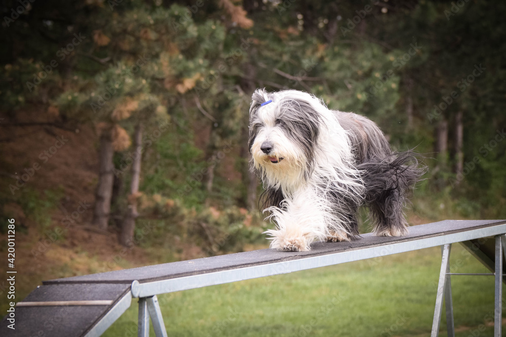 Dog Bearded Collie in agility balance beam. Amazing day on czech agility competition. They are middle expert it means A2. Dog Bearded Collie in agility balance beam. Amazing day on czech agility competition. They are middle expert it means A2.