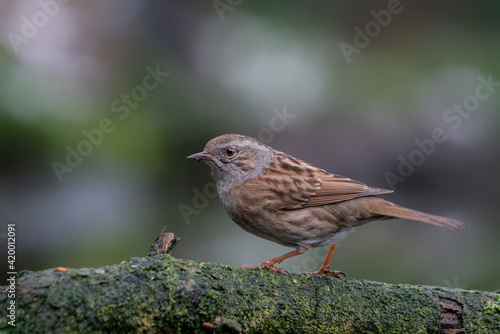 The dunnock (Prunella modularis) on a branch in the forest of Overijssel in the Netherlands.