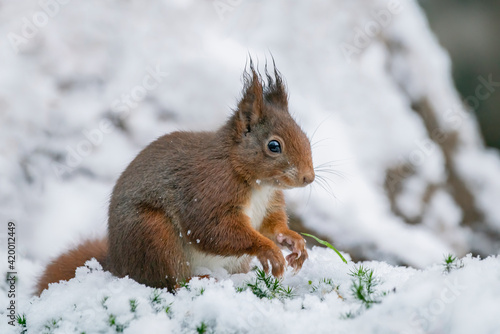 Beautiful Eurasian red squirrel (Sciurus vulgaris) playing in the snow, in the forest of the Netherlands.  © Albert Beukhof