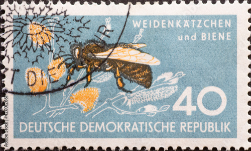 GERMANY, DDR - CIRCA 1959 : a postage stamp from Germany, GDR showing a honey bee Apis mellifica and Salix caprea. natural reserve photo