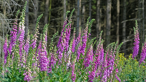 Blühender Roter Fingerhut, Digitalis purpurea, im Wald