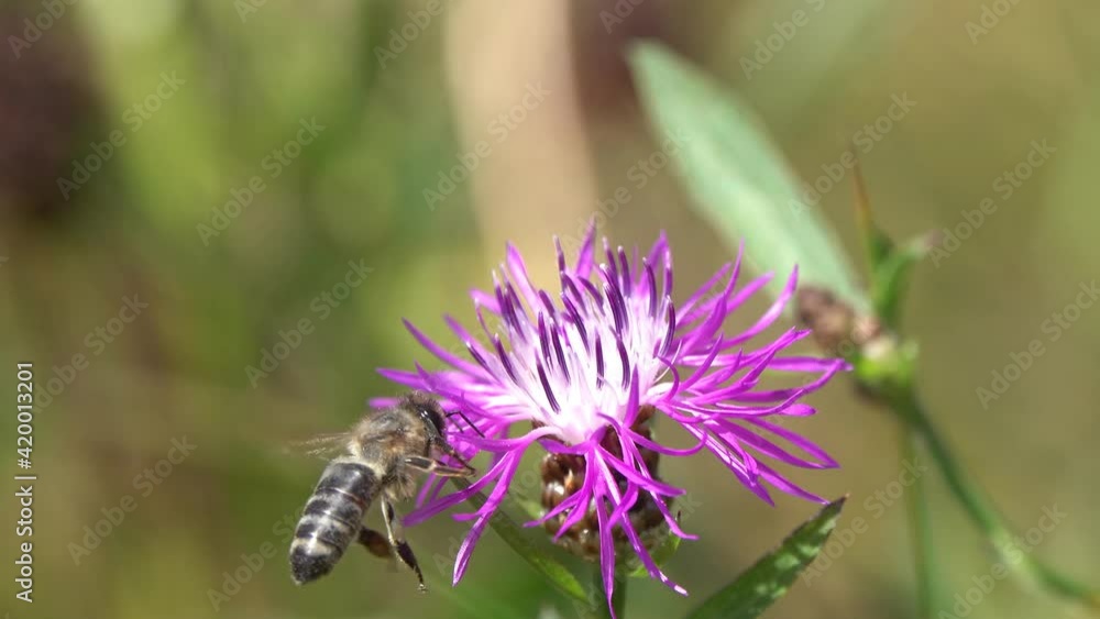 Bee collects nectar and pollen on a brown knapweed flower Bee collects nectar and pollen on a brown knapweed flower