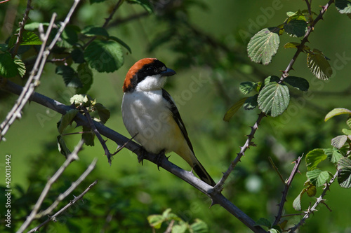 Rotkopfwürger // Woodchat shrike (Lanius senator) photo