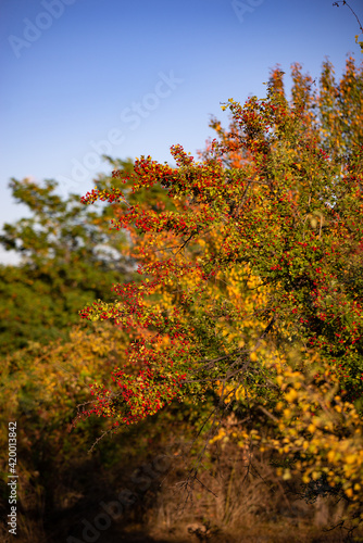 shrub of crataegus monogyna. hawthorn during ripening. natural medicinal plant in the autumn season