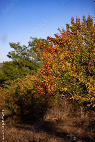 shrub of crataegus monogyna. hawthorn during ripening. natural medicinal plant in the autumn season