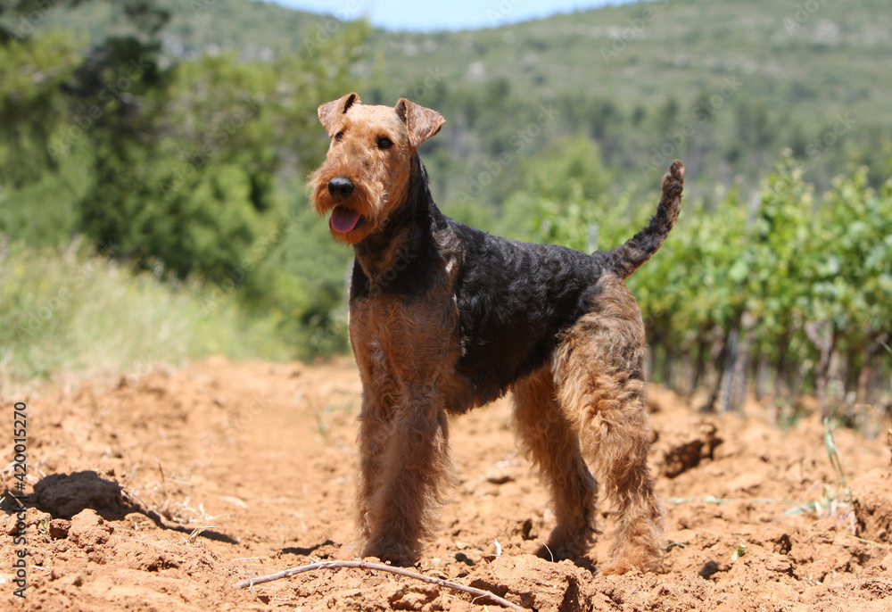 Airedale terrier debout de profile dans des vignes Airedale terrier debout de profile dans des vignes