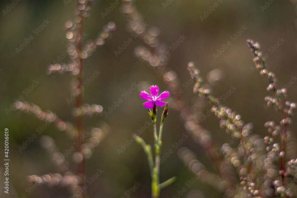 Tiny pink wild flower, beautiful bokeh.