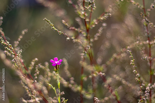 Tiny pink wild flower, beautiful bokeh.