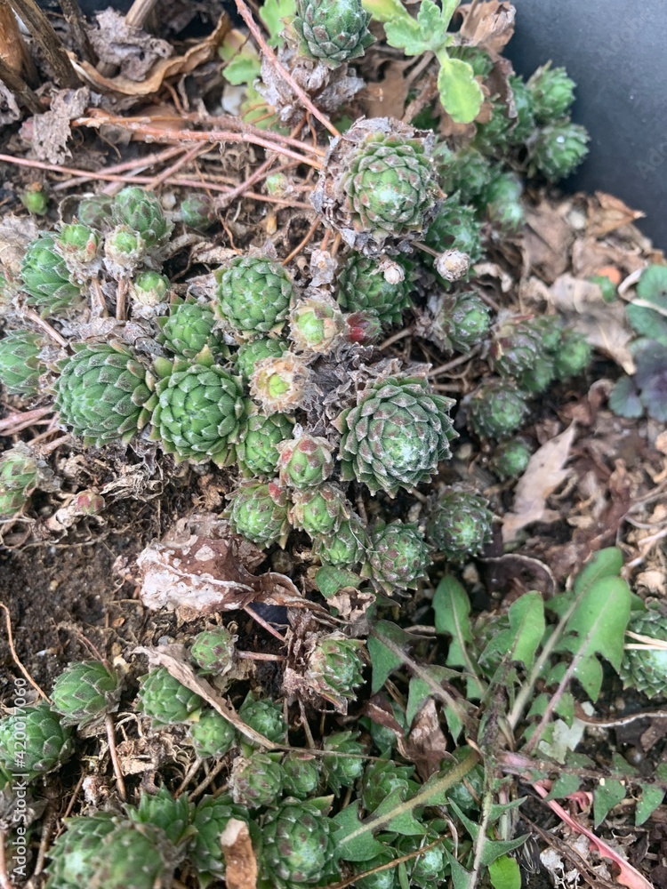 Beautiful mini cactus around the ground