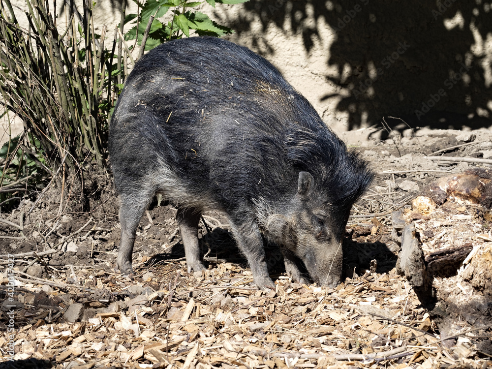 Visayan warty pig Sus cebifrons negrinus, digs in the ground in search of food Visayan warty pig Sus cebifrons negrinus, digs in the ground in search of food