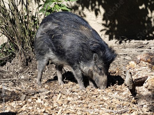 Visayan warty pig Sus cebifrons negrinus, digs in the ground in search of food