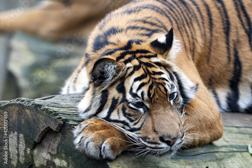 The Sumatran Tiger  Panthera tigris sumatrae  rests happily on the trunk