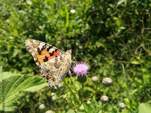 butterfly on a flower
