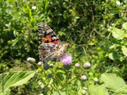 butterfly on a flower