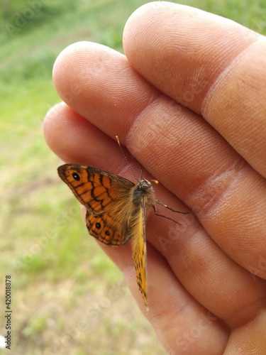 butterfly on hand
