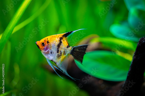 Foto Koi Angelfish (Pterophyllum scalare) isolated in tank fish with blurred backgrou