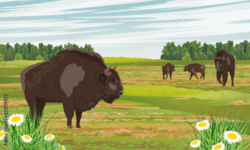 A herd of European bison Bison bonasus in a floodplain meadow with chamomiles and herbs. Males, females and calves European wood bison. The wisent or the zubr. Realistic vector wild animals of Europe.