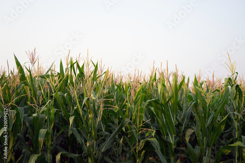 Corn fields in the fog fill the morning sky