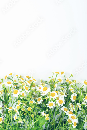 Fototapeta Naklejka Na Ścianę i Meble -  Beautiful small white chrysanthemum flowers poster background