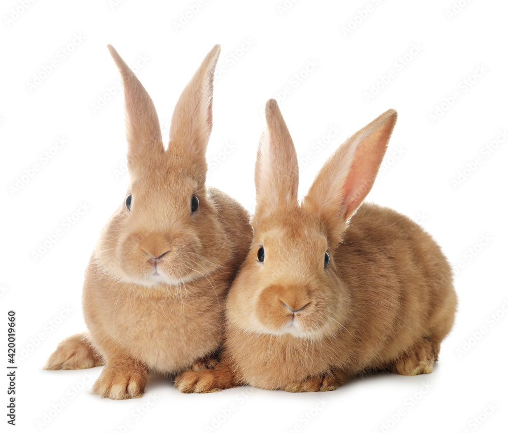 Cute bunnies isolated on white. Easter symbol Cute bunnies isolated on white. Easter symbol