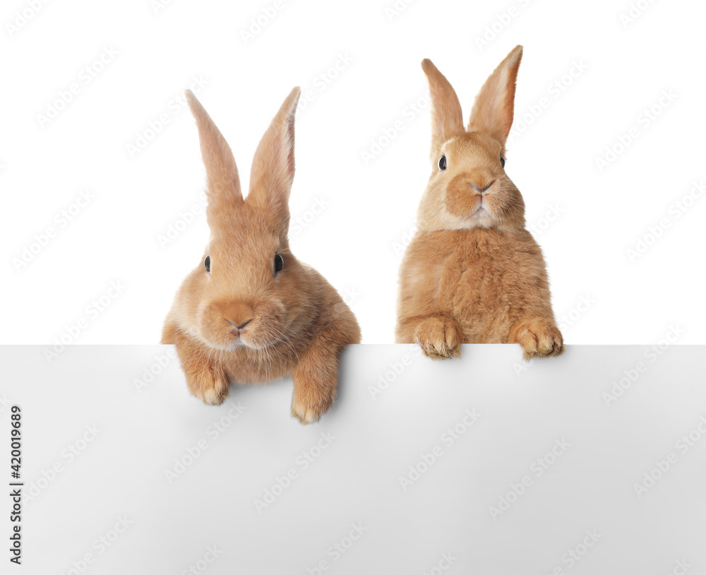 Obraz premium Cute bunnies isolated on white. Easter symbol