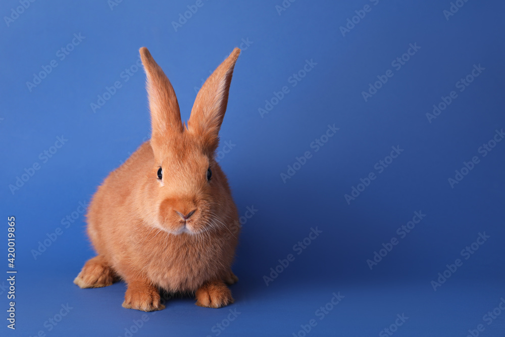 Cute bunny on blue background, space for text. Easter symbol Cute bunny on blue background, space for text. Easter symbol