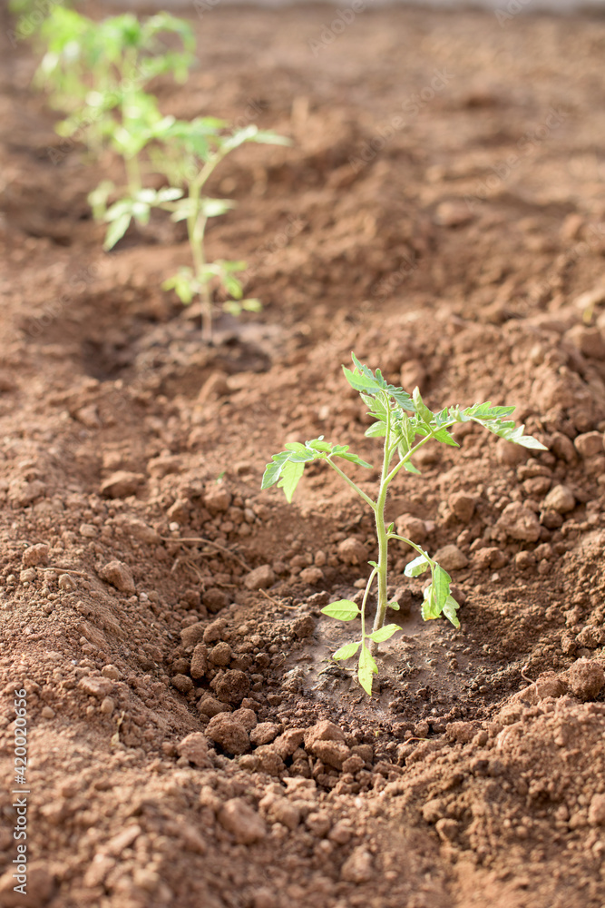 Newly planted tomato plant in a vegetable garden in the spring Newly planted tomato plant in a vegetable garden in the spring