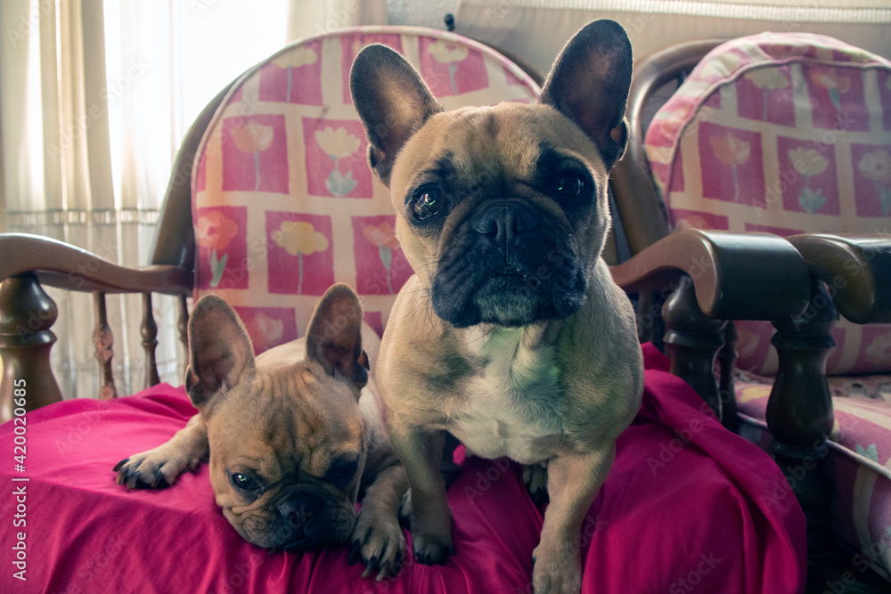 Two French Bulldog Dogs together on a chair