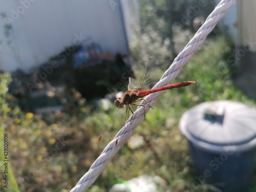 dragonfly on a branch