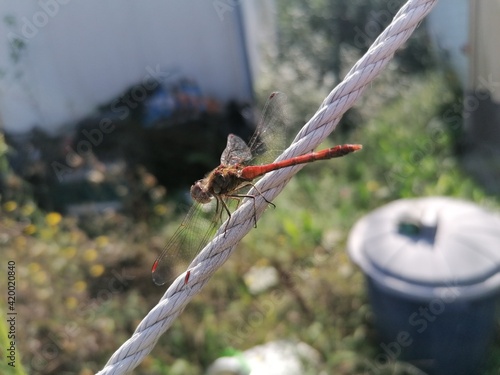 dragonfly on a branch