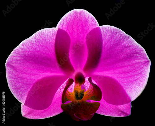 Orchidè