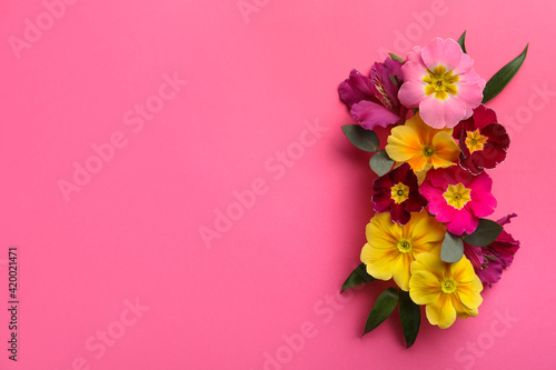 Primrose Primula Vulgaris flowers on pink background  top view with space for text. Spring season