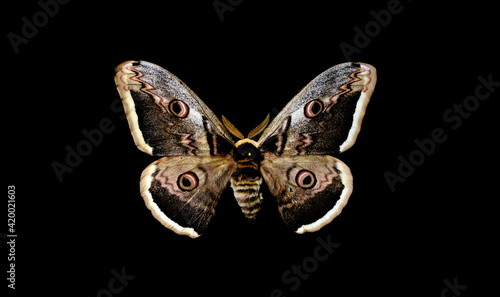 giant peacock moth